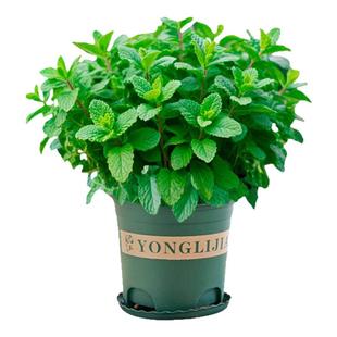 薄荷盆栽驱蚊可食用柠檬薄荷叶水培植物迷迭香室内驱蚊草大盆绿植