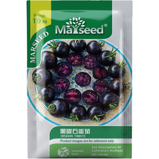 黑曜石番茄种子种苗黑玛瑙光泽皮薄高甜爆汁高花青素盆栽蔬菜C077