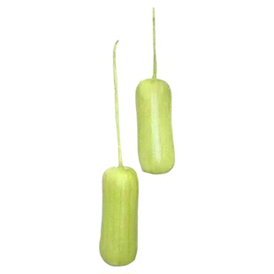 香玉白丝瓜种子肉丝瓜水瓜肉丝瓜大田奶油丝瓜四季种籽蔬菜种孑春