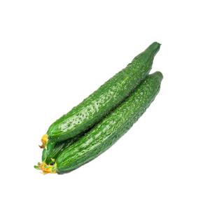 新津春四号黄瓜种子 耐热耐寒密刺青瓜早春四季蔬菜种籽 高产抗病