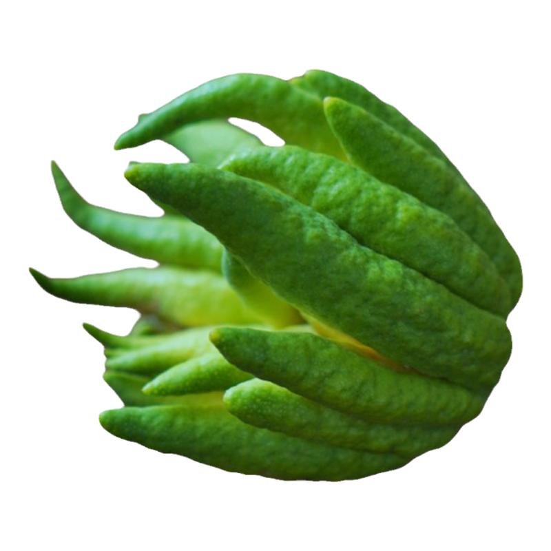 佛手柑现摘水培植物鲜果室内桌面