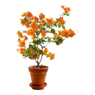 三角梅盆栽精品重瓣带花苞四季好养庭院老桩勤花绿植盆景高端花卉