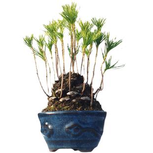 创意松果盆栽办公室桌面小松树盆景微景观植物室内微型迷你绿植物