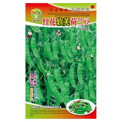 红花双荚荷兰豆种子高产耐