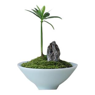 创意办公室内桌面罗汉松指尖微型拇指小盆栽好养绿植苔藓微景观