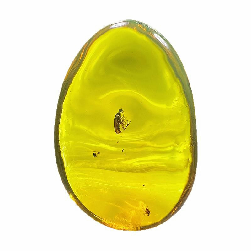 纯天然琥珀蜜蜡红萤昆虫化石标本