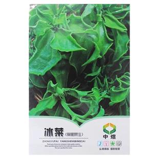 进口非洲冰菜 冰草种子新品罕见 家庭盆栽 春季蔬菜种子春播四季