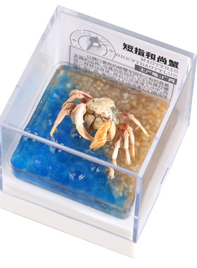 辛巴日记生物标本摆件节日礼科普