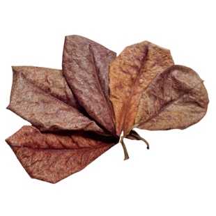 斗鱼懒人叶鱼缸榄仁叶乌龟橄榄叶南美缸树叶水族箱降酸PH值调节剂