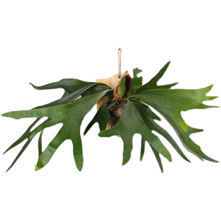 二歧鹿角蕨亚洲猴脑蕨银鹿蕨板植附生植物北欧壁挂室内浴室卫生间