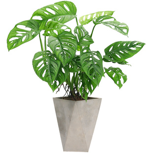 仙洞龟背竹盆栽植物多孔绿植室内客厅北欧洞洞芋植物净化空气好养