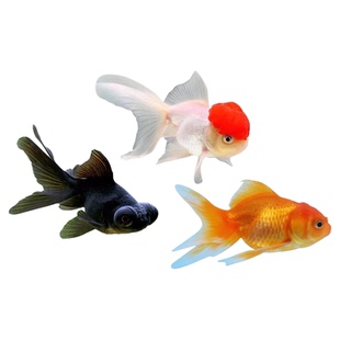 金鱼活体观赏鱼小型冷水鱼好养耐活淡水宠物鱼不加温红顶红狮鱼苗