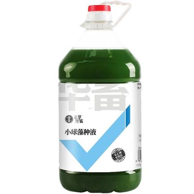 小球藻浓缩藻种水产养殖专用