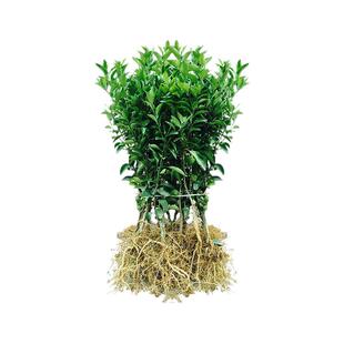 红美人爱媛果冻橙38号嫁接正宗象山晚熟柑橘树苗地栽柑橘果苗