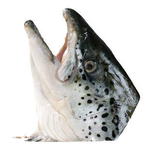 三文鱼头新鲜冷冻超大深海鱼头三文鱼边角料人吃烧烤煲汤海鲜水产