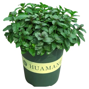 可食用薄荷盆栽绿植物特大号留兰香驱蚊驱虫食品级迷迭香室内好养