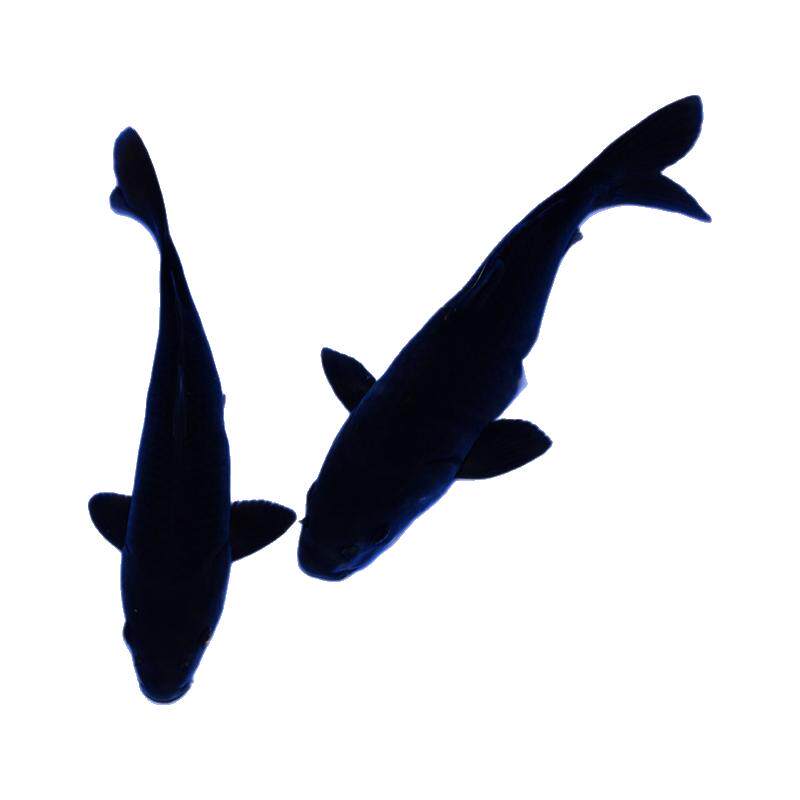纯黑乌金锦鲤水族活体纯种铁包金观赏鱼风水鱼冷水鱼宠物黑色