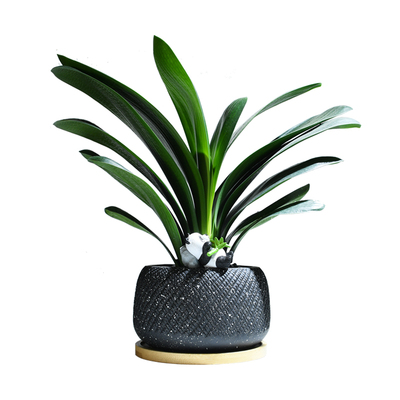 乔迁开业送礼礼物桌面好养植物