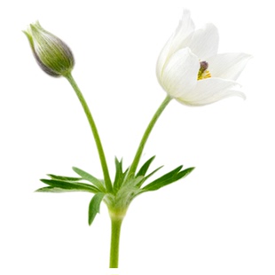 白头翁花苗盆栽中药材种子整颗带根老姑草观赏花卉庭院阳台种植