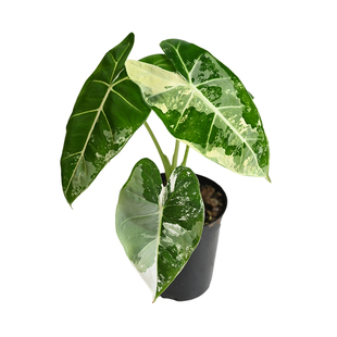 绿色天鹅绒绿天鹅锦海芋绒毛质感花叶带锦植物绿鹅锦绿植植迷者