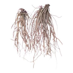 现挖新鲜土牛膝根中药材倒扣草接骨草扭伤土牛七土牛漆500克包邮