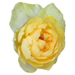 海蒂的花园 金丝雀大花微月丰花勤花月季阳台庭院花卉植物盆栽苗