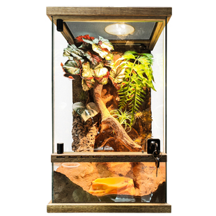 宠物树蛙睫角守宫R属原生态景观雨林缸树栖爬宠饲养缸玻璃缸树晰