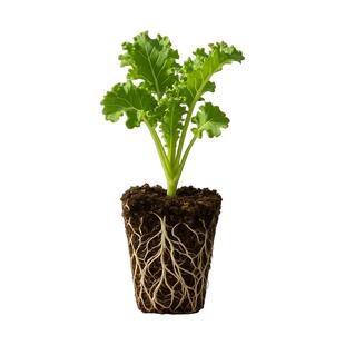 史丹利四季可食用紫羽衣甘蓝苗绿羽衣甘蓝绿秧苗籽种蔬菜种子大苗