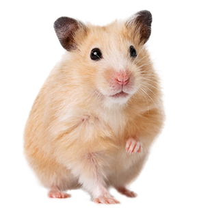 巨大金丝熊仓鼠活物已打疫苗家养好养活的网红宠物小苍昌仑鼠活体