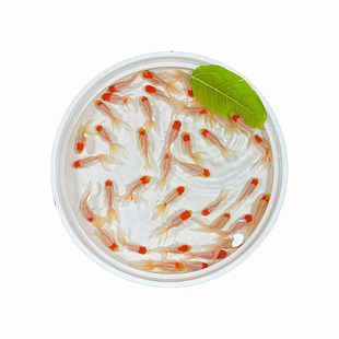 小金鱼活鱼观赏鱼冷水淡水红草鱼锦鲤鱼好养耐活鸿运当头国粹金鱼