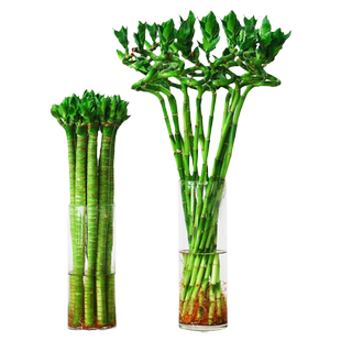 绩光带根水养转运竹弯竹开运直竹水竹子室内办公室绿植