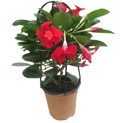 独杆风车茉莉爬藤植物四季常青