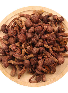 东北野生松树伞肉蘑菇新货炖炒