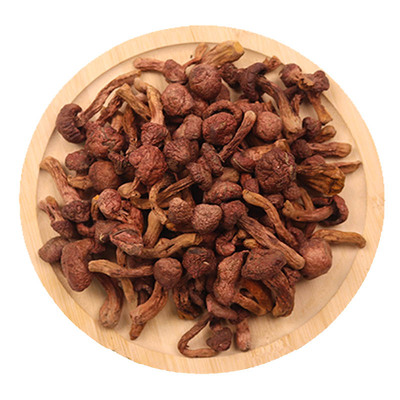 东北野生松树伞肉蘑菇新货炖炒