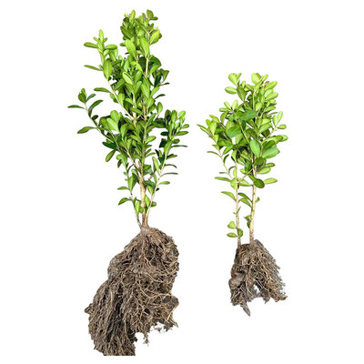 下单现挖工程小叶黄杨苗四季常青