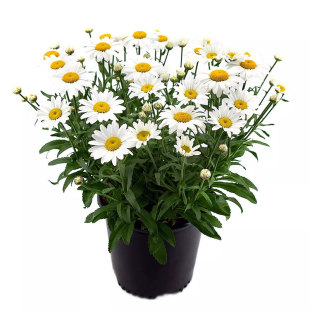 大滨菊种子200粒西洋大白菊花籽可切花庭院阳台室内外盆栽春秋播