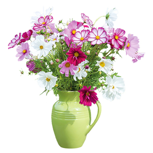 波斯菊种子格桑花花种籽子好养的花卉种孑盆栽种籽四季开花不断