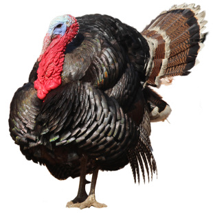 青铜火鸡种蛋受精蛋可孵化尼古拉火鸡受精种蛋包邮巨型火鸡活幼苗