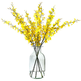 跳舞兰文心兰云南昆明基地直发黄色柠檬黄斗南花市云南花卉鲜花