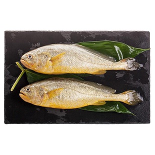 黄花鱼新鲜冷冻特大黄鱼鲜活生鲜深海鱼黄鱼鲞小黄鱼宁德商用整箱