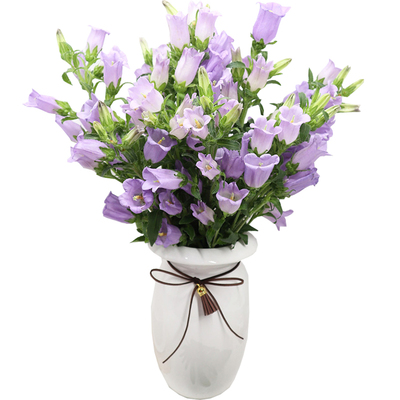 风铃草鲜花云南基地直发