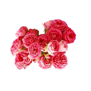 海蒂的花园 胭脂扣藤本丰花月季花墙拱门栅栏阳台爬藤花卉盆栽苗