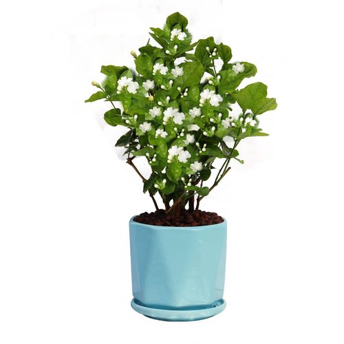 茉莉花苗盆栽带花苞九里香老桩驱蚊水培栀子花卉绿植物室内外好养