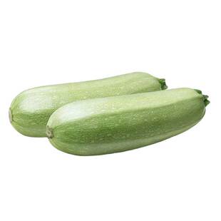 圆西葫芦苗秧苗绿皮油亮瓜苗角瓜北瓜香蕉四季阳台种菜蔬菜苗幼苗