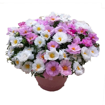 重瓣太阳花种子四季种阳台易活