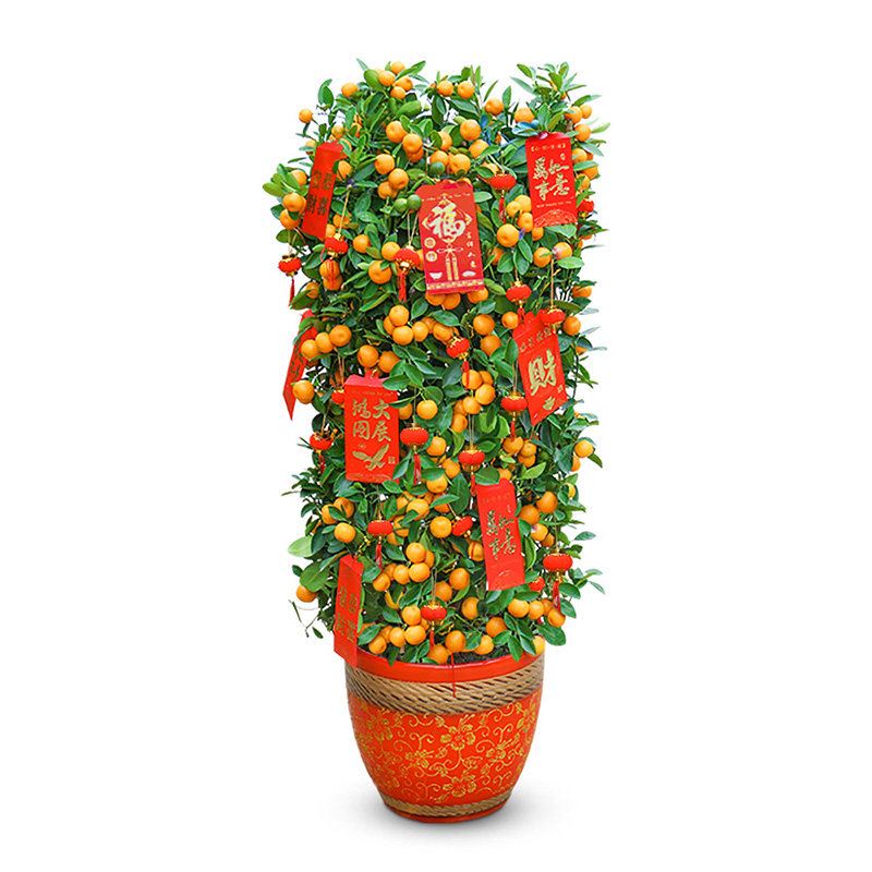 摇钱树盆栽又称大叶伞招财植物