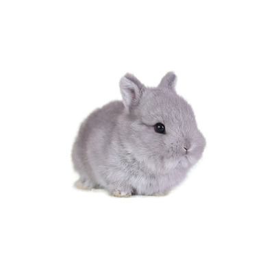 小兔子活物侏儒兔纯种迷你宠物小型好养适合小孩子养的宠物茶杯兔