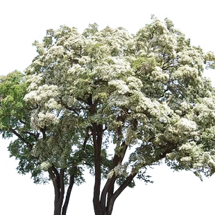 流苏花树苗庭院盆栽梦幻四月雪嫁接大树四季开花地栽苗木花卉绿植