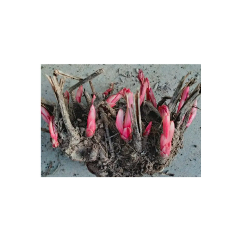 中药材白芍芽庭院药用芍药种苗