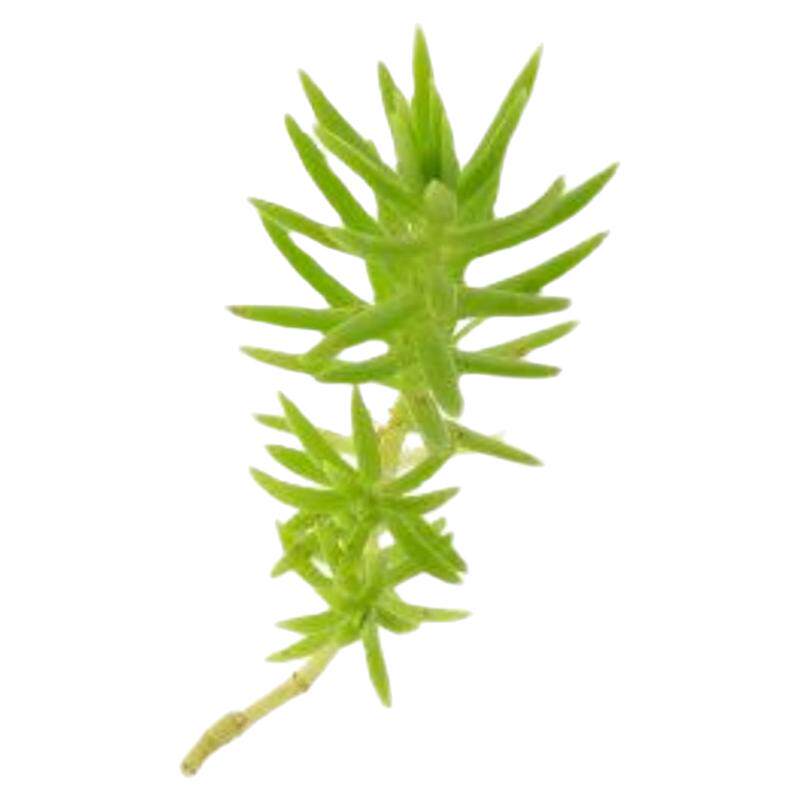 姬岩垂草皮佛甲草中华景天金莎曼